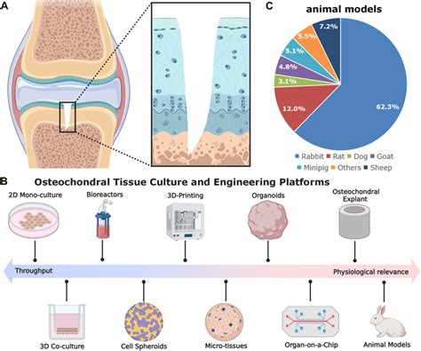 Nano-Hydroxyapatite: Revolutionär für Osteochondrale Tissue Engineering!